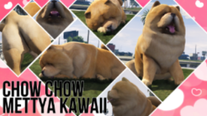 サムネイル：好きなワンちゃん発表ドラゴンが～♪